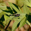 sphecip wasp