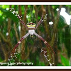 Signature Spider