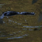 Platypus
