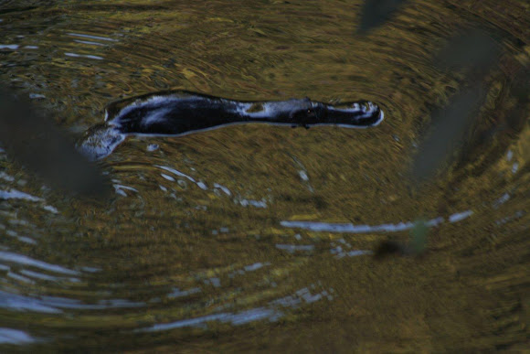 Spotting Image 1