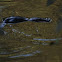 Platypus
