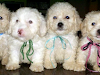 Vendo 3 Poodle Maltes De 2 Meses