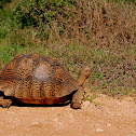 Mountain tortoise