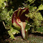 Lepanthes sp