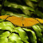 Julia Longwing