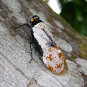White Lanternfly