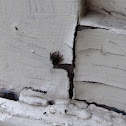 Jumping spider
