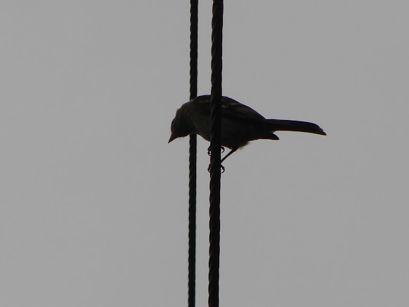 Spotting Image 1
