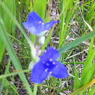 Spiderwort