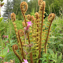 Bracken
