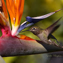 Anna's Hummingbird