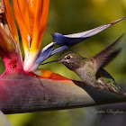 Anna's Hummingbird