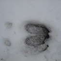Elk tracks