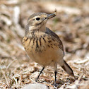 American Pipit