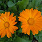 Calendula