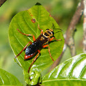 Mason Wasp