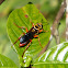 Mason Wasp