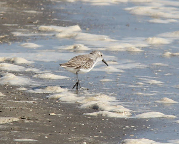 Spotting Image 1