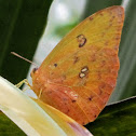 Cloudless sulphur
