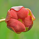Purple pitcher plant