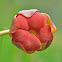 Purple pitcher plant