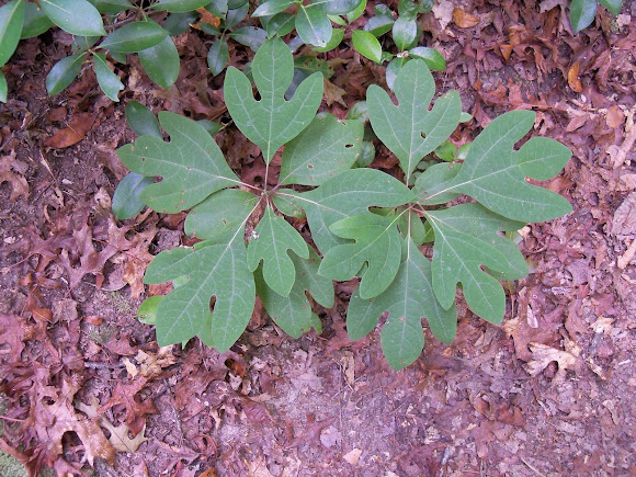 Spotting Image 1