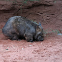 Wombat