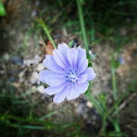 Chicory
