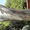 Eucalyptus