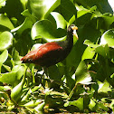 Northern Jacana