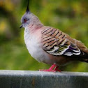 Top knot pigeon