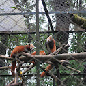 Red Panda
