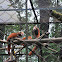 Red Panda