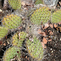 Prickly Pear Cactus