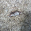 American Pygmy Shrew
