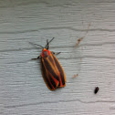 Painted Lichen Moth