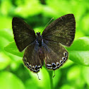 Common Line Blue