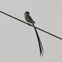 Pin-tailed Whydah