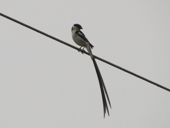 Spotting Image 1