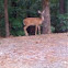 White Tailed Deer