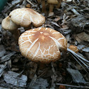 Cracked-cap mushroom