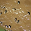 Whirligig Beetle