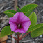 Beach morning glory