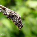 Tiger Leafwing caterpillar, midlife instar