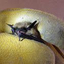 Western Pipistrelle