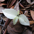 Citus seedling?
