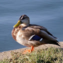 Mallard Duck (juvenile)