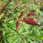 Heavenly Bamboo