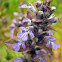 Bugle
