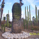 giant biznaga
